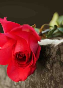  funeral websites