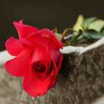  funeral websites