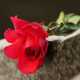  funeral websites