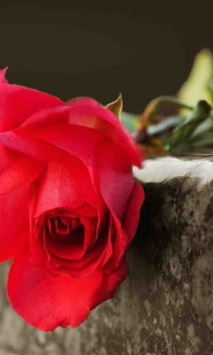 Social Media Power Funeral Websites funeral websites